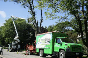 Advanced-Tree-Care-Certified-Arborists