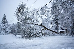 treecare-checklist-winter