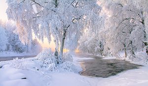 winter-treecare-checklist-advanced