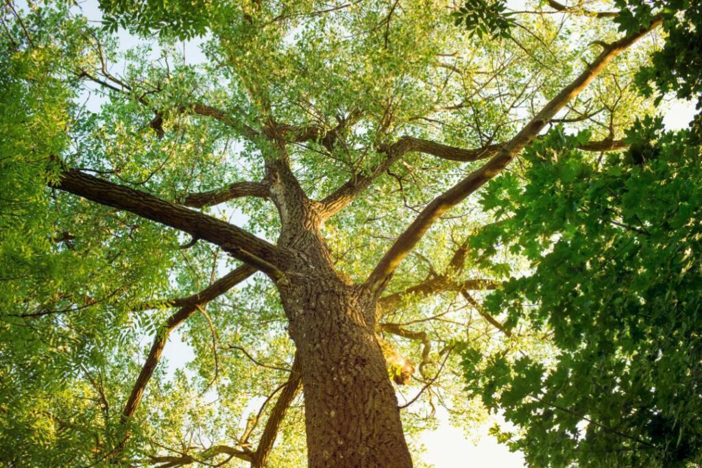 summer trees in summer heat
