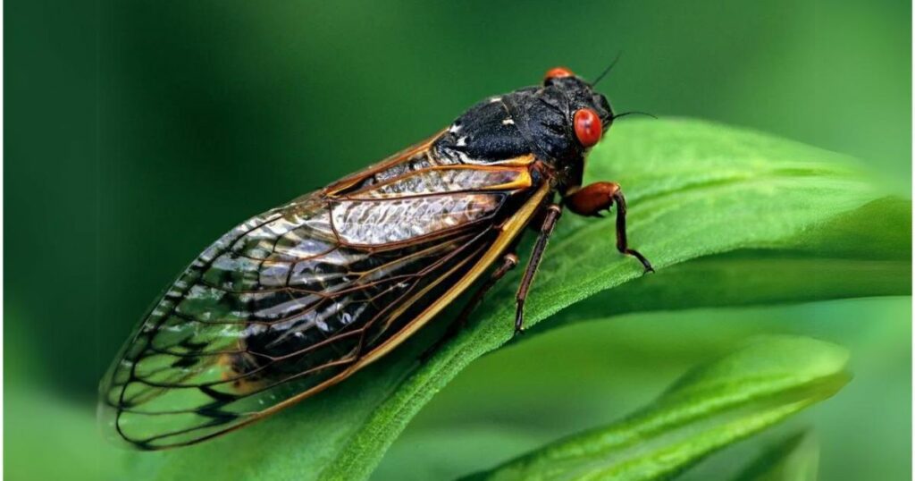 Cicada brood XIII photo and what to know