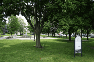 Commercial Tree Care Services