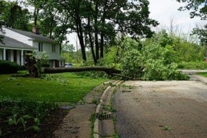 tree-removal-emergency