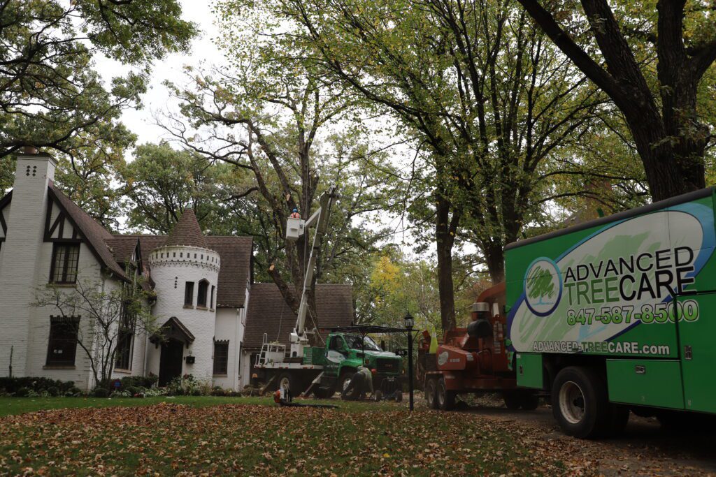 fall tree service in Chicagoland