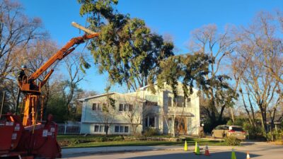 When to Call for Tree Removal in Chicagoland