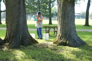 Professional Tree Care