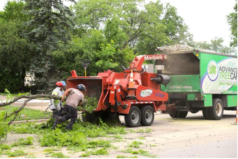 Advanced Tree Care team performs tree removal with Chipper Truck