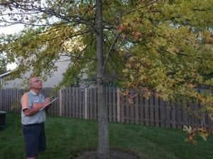 arborist_tree_pruning