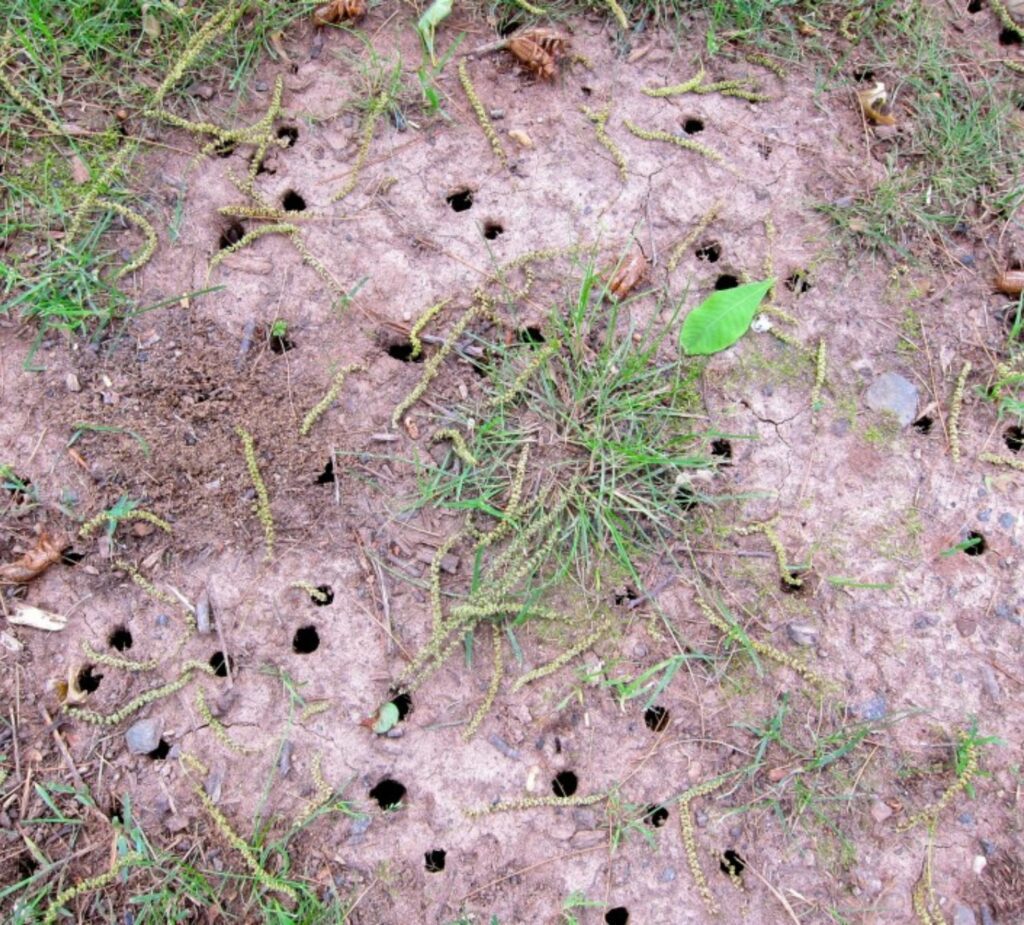 Periodical cicada emergence holes