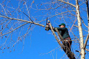 tree-cutting-service