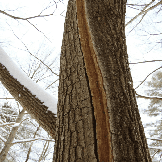 Damaged Tree Trunk in Winter Cracked tree trunk showing damage from extreme winter temperatures.
