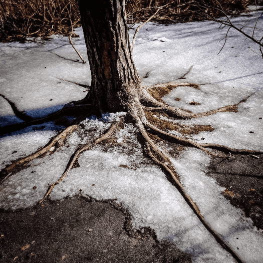 Exposed tree roots on a snowy surface, illustrating the impact of winter weather on tree health.