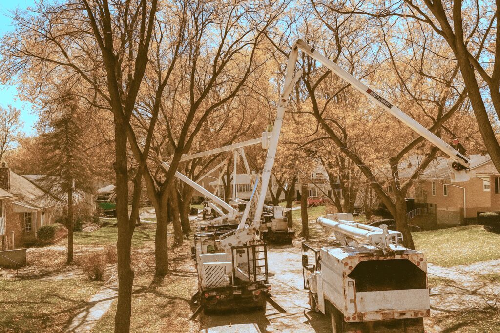fall tree trimming Chicagoland