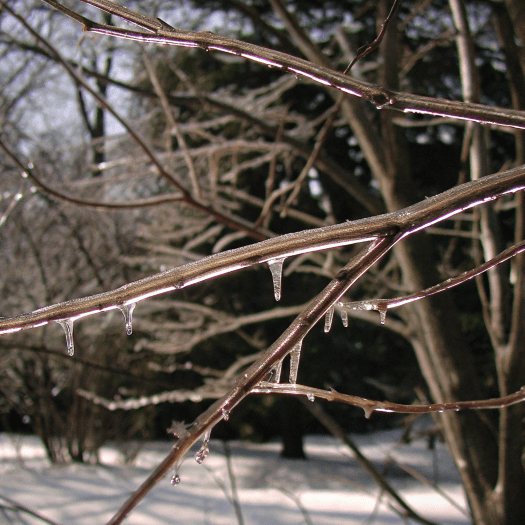 Branches with icicles formed due to extreme winter temperatures and freezing conditions.