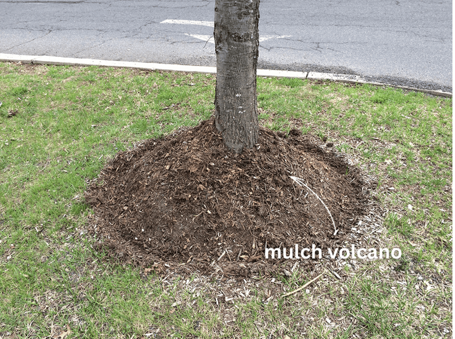 Incorrect mulching volcano