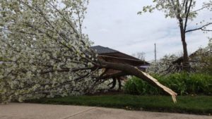 tree-removal-emergency