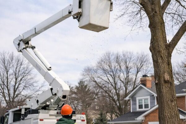 Selecting a Tree Service Near You in Illinois