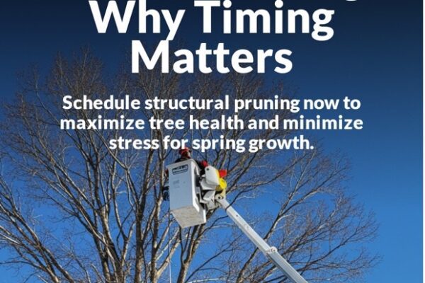 Winter Pruning: Why Timing Matters for Your Trees